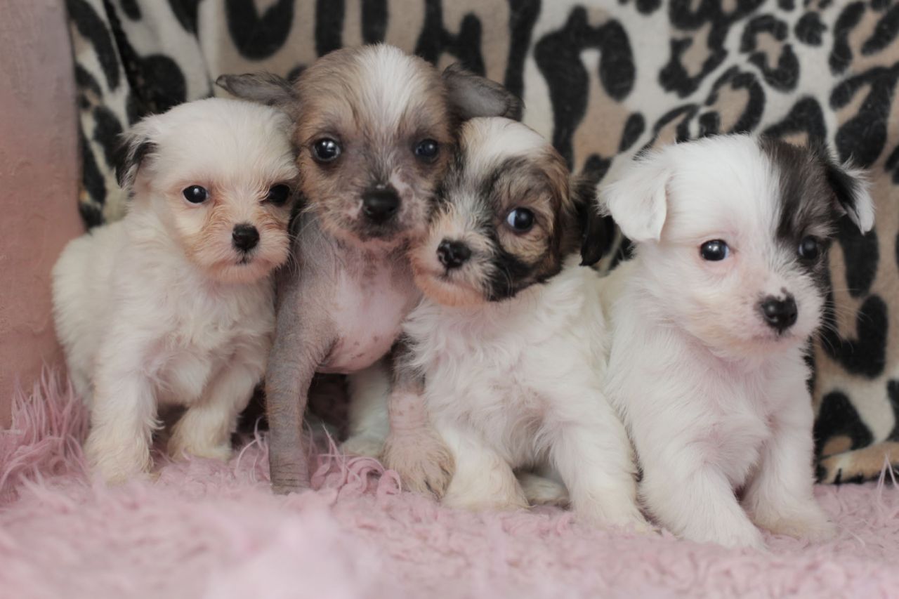 Los cachorros de pura raza con cresta chinos
<br>
<br>
<br>Cachorros de pura raza con cresta chinos, ambos padres KC registrado pero los cachorros no será tan deseando sólo casas de mascotas. Ellos estarán listos a principios de mayo, cuando van a ser de 8 semanas de edad. Totalmente desparasitados, papel parcial entrenado, muy bien socializados con otros perros, gatos y animales de granja. Criado en la cocina de la familia, para que los animales domésticos cariñosos, leales perfectos.