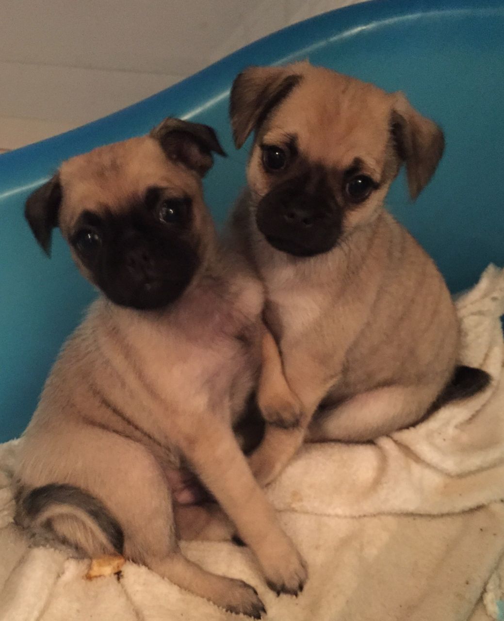 Cachorros Chugs Cheeky para la adopción