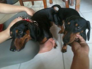 
Precio Dachshund...........<strong>        $18,500.00  A   $25,000.00    (dependiendo del tamaño y color)</strong> <br><br>


100% pura raza, registrados todos los papeles en regla se envian a cualquier parte de la Republica.<br><br> 

<li>Contrato de compraventa<br><br></li>


<li>Seguro de vida gratuito por escrito de 5 años que cubre muerte en caso de cuestiones virales</li>
<br><br>

<li>Garantía de Pureza Racial<br><br></li>

<li>Certificado de registro inicial que extiende la Federación Canófila Mexicana donde los cachorros se entregan con tatuaje y microchip</li>

