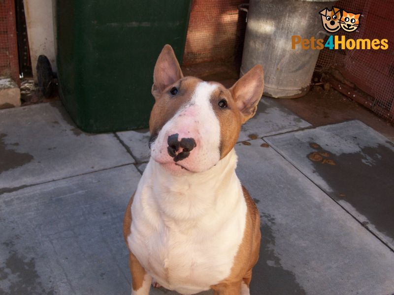 
Precio Bull Terrier...........<strong>    $18,000.00  A   $25,000.00    ( dependiendo tamaño y color)</strong> <br><br>


100% pura raza, registrados todos los papeles en regla se envian a cualquier parte de la Republica.<br><br> 

<li>Contrato de compraventa<br><br></li>


<li>Seguro de vida gratuito por escrito de 5 años que cubre muerte en caso de cuestiones virales</li>
<br><br>

<li>Garantía de Pureza Racial<br><br></li>

<li>Certificado de registro inicial que extiende la Federación Canófila Mexicana donde los cachorros se entregan con tatuaje y microchip</li>

