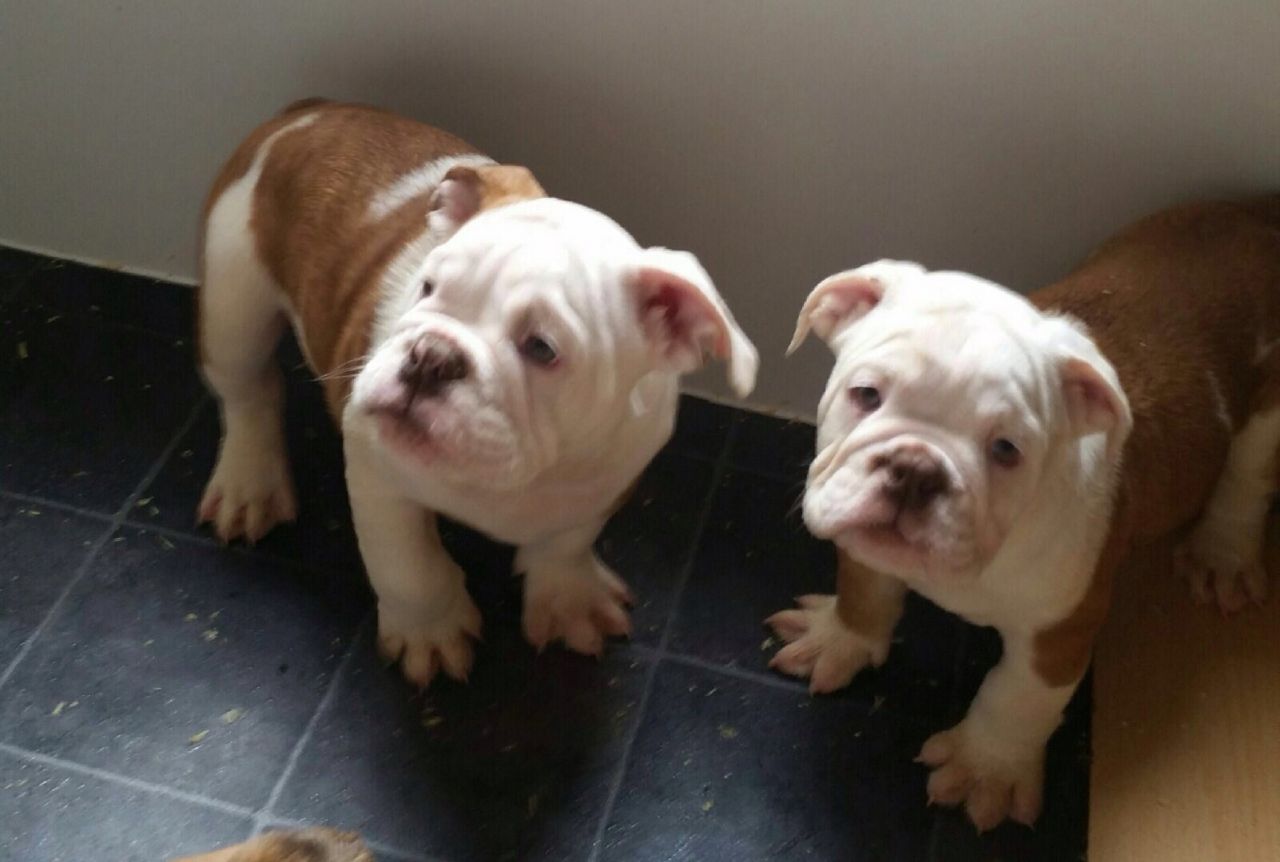 
Precio Bulldog...........<strong>   $35,000.00  A   $60,000.00    (dependiendo la calidad)</strong> <br><br>


100% pura raza, registrados todos los papeles en regla se envian a cualquier parte de la Republica.<br><br> 

<li>Contrato de compraventa<br><br></li>


<li>Seguro de vida gratuito por escrito de 5 años que cubre muerte en caso de cuestiones virales</li>
<br><br>

<li>Garantía de Pureza Racial<br><br></li>

<li>Certificado de registro inicial que extiende la Federación Canófila Mexicana donde los cachorros se entregan con tatuaje y microchip</li>

