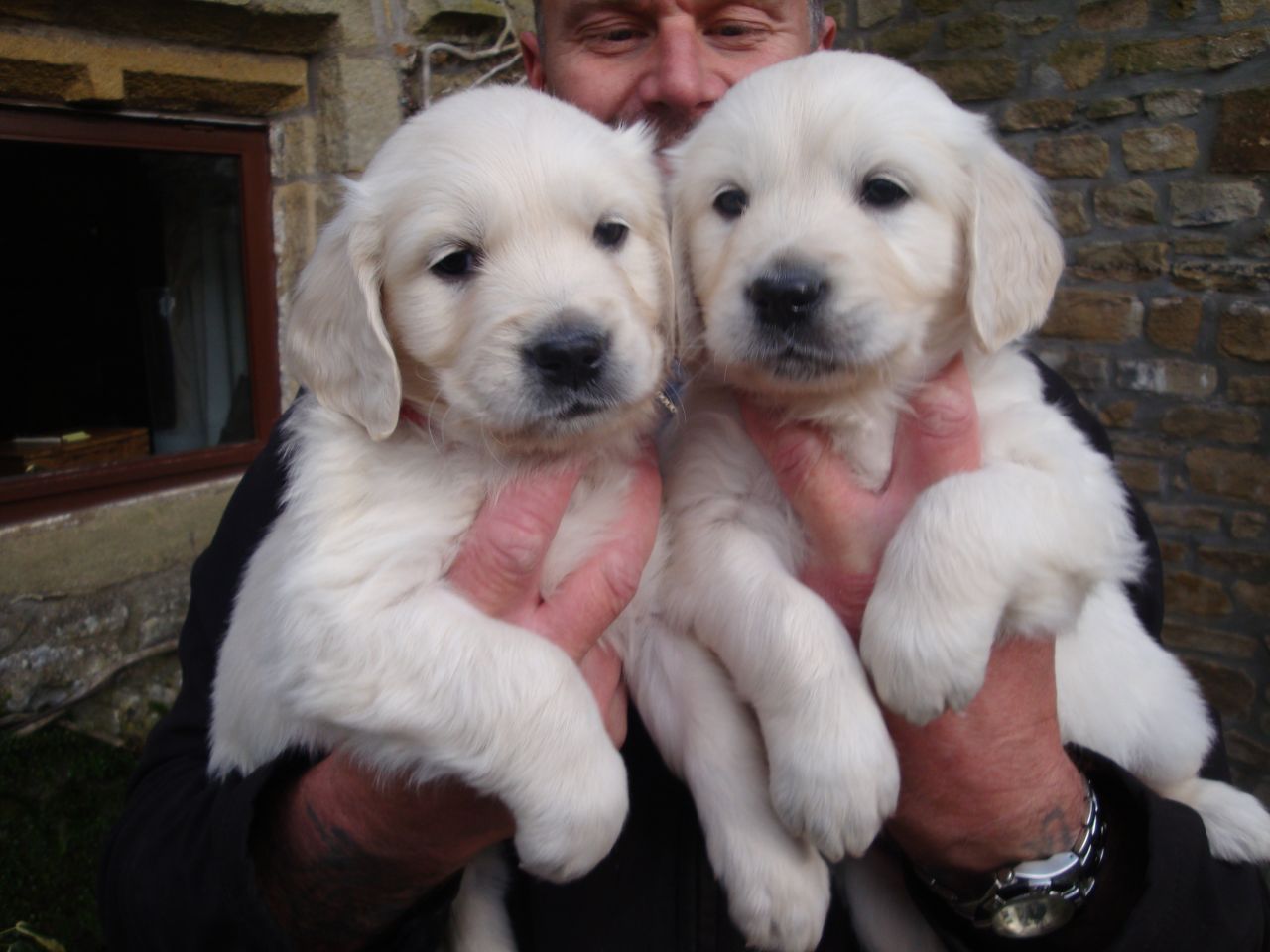 Golden Retriever pedigree registrado, vacunado