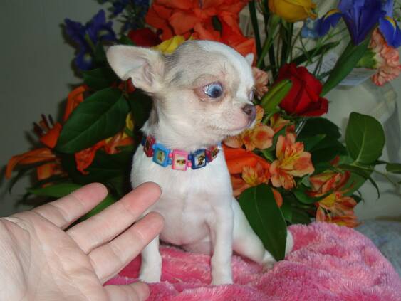 
Precio Chihuahua...........<strong>     $16,500.00  A   $20,000.00    (dependiendo del tamaño y color)</strong> <br><br>


100% pura raza, registrados todos los papeles en regla se envian a cualquier parte de la Republica.<br><br> 

<li>Contrato de compraventa<br><br></li>


<li>Seguro de vida gratuito por escrito de 5 años que cubre muerte en caso de cuestiones virales</li>
<br><br>

<li>Garantía de Pureza Racial<br><br></li>

<li>Certificado de registro inicial que extiende la Federación Canófila Mexicana donde los cachorros se entregan con tatuaje y microchip</li>


