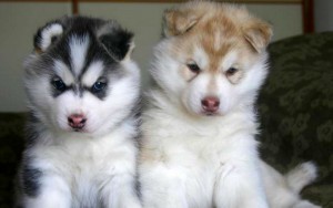 
Precio Siberian husky...........<strong>            $18,500.00  A  $22,000.00  (dependiendo del color)</strong> <br><br>


100% pura raza, registrados todos los papeles en regla se envian a cualquier parte de la Republica.<br><br> 

<li>Contrato de compraventa<br><br></li>


<li>Seguro de vida gratuito por escrito de 5 años que cubre muerte en caso de cuestiones virales</li>
<br><br>

<li>Garantía de Pureza Racial<br><br></li>

<li>Certificado de registro inicial que extiende la Federación Canófila Mexicana donde los cachorros se entregan con tatuaje y microchip</li>

