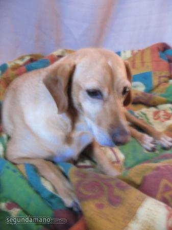 doy en adopcion perrita criolla