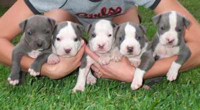 SE VENDEN CACHORROS PIT BULL CAMADA SIETE EDAD 2 MESES DESPARACITADOS Y VACUNADOS SOMOS CRIADORES NO REVENDEDORES  SOLO LLAMA 2 83 73 03  Y  2299031638 SON LINEA AMERICANA   GRACIAS POR SU PREFERENCIA...Y TENEMOS TODAS LAS RAZAS DISPONIBLES TODO EL AÑO  SUPER MASCOTAS CRIADERO..