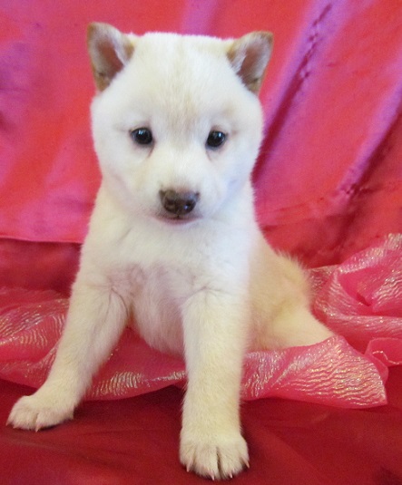 Shiba Inu cachorros PARA ADOPCIÓN