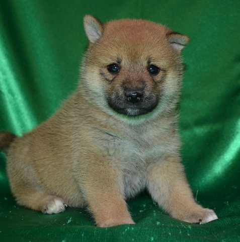 Shiba Inu cachorros PARA ADOPCIÓN