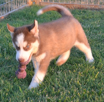 
Precio Siberian husky...........<strong>            $18,500.00  A  $22,000.00  (dependiendo del color)</strong> <br><br>


100% pura raza, registrados todos los papeles en regla se envian a cualquier parte de la Republica.<br><br> 

<li>Contrato de compraventa<br><br></li>


<li>Seguro de vida gratuito por escrito de 5 años que cubre muerte en caso de cuestiones virales</li>
<br><br>

<li>Garantía de Pureza Racial<br><br></li>

<li>Certificado de registro inicial que extiende la Federación Canófila Mexicana donde los cachorros se entregan con tatuaje y microchip</li>

