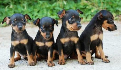 LINDOS CACHORRITOS PINCHER MINIATURA DOBERMANN..ESTAN A LA VENTA....EDAD 2 MESES.....VACUNADOS, DESPARACITADOS, Y DESCOLADOS......TAMBIEN TE DAMOS EL CARNET DE VACUNACION....SOLO LLAMA AL:2299031638 Y AL 2837303 Y CON GUSTO TE ATENDEREMOS....SUPER MASCOTAS CRIADERO:TE OFRECE TODAS LAS RAZAS DISPONIBLES TODO EL AÑO....SOMOS LA MEJOR OPCCION EN CACHORROS DE PRIMERA LINEA.....GRACIAS POR TU PREFERENCIA....SOMOS EL PRIMER LUGAR EN VENTAS A NIVEL NACIONAL......LA COMPETENCIA ES BUENA.......(NOSOTROS SOMOS MEJORES)...ATTE:SUPER MASCOTAS CRIADERO