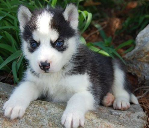 
Precio Siberian husky...........<strong>            $18,500.00  A  $22,000.00  (dependiendo del color)</strong> <br><br>


100% pura raza, registrados todos los papeles en regla se envian a cualquier parte de la Republica.<br><br> 

<li>Contrato de compraventa<br><br></li>


<li>Seguro de vida gratuito por escrito de 5 años que cubre muerte en caso de cuestiones virales</li>
<br><br>

<li>Garantía de Pureza Racial<br><br></li>

<li>Certificado de registro inicial que extiende la Federación Canófila Mexicana donde los cachorros se entregan con tatuaje y microchip</li>

