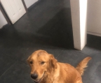 venta de cachorros golden retriever 6 machos 6 hembras papas ala vista 17 dias de nacidos se entregaran cuando coman solos ya vacunados y desparasitados 400 dlls.