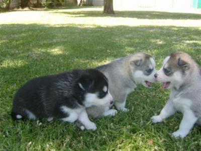 
Precio Siberian husky...........<strong>            $18,500.00  A  $22,000.00  (dependiendo del color)</strong> <br><br>


100% pura raza, registrados todos los papeles en regla se envian a cualquier parte de la Republica.<br><br> 

<li>Contrato de compraventa<br><br></li>


<li>Seguro de vida gratuito por escrito de 5 años que cubre muerte en caso de cuestiones virales</li>
<br><br>

<li>Garantía de Pureza Racial<br><br></li>

<li>Certificado de registro inicial que extiende la Federación Canófila Mexicana donde los cachorros se entregan con tatuaje y microchip</li>

