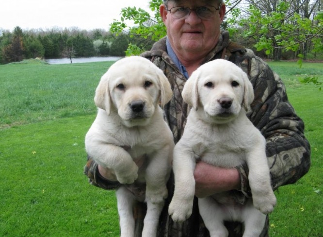 Labrador Retriever cachorros en México