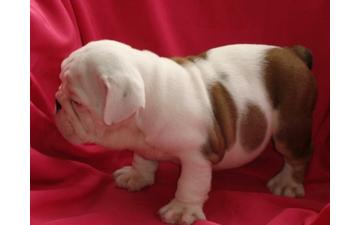 Cachorros bulldog Inglés