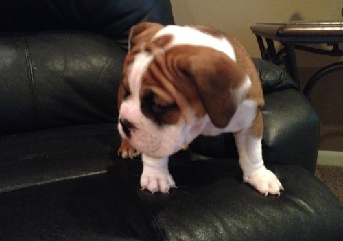 
Precio Bulldog...........<strong>   $35,000.00  A   $60,000.00    (dependiendo la calidad)</strong> <br><br>


100% pura raza, registrados todos los papeles en regla se envian a cualquier parte de la Republica.<br><br> 

<li>Contrato de compraventa<br><br></li>


<li>Seguro de vida gratuito por escrito de 5 años que cubre muerte en caso de cuestiones virales</li>
<br><br>

<li>Garantía de Pureza Racial<br><br></li>

<li>Certificado de registro inicial que extiende la Federación Canófila Mexicana donde los cachorros se entregan con tatuaje y microchip</li>

