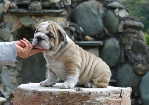 Cachorros bulldog Inglés