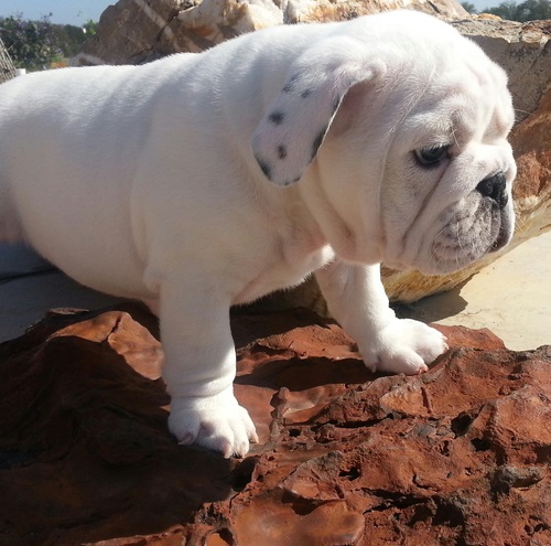 Cachorros bulldog Inglés