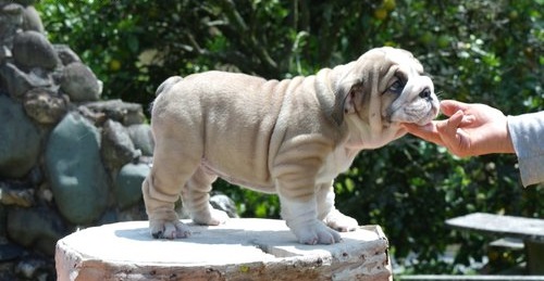 
Precio Bulldog...........<strong>   $35,000.00  A   $60,000.00    (dependiendo la calidad)</strong> <br><br>


100% pura raza, registrados todos los papeles en regla se envian a cualquier parte de la Republica.<br><br> 

<li>Contrato de compraventa<br><br></li>


<li>Seguro de vida gratuito por escrito de 5 años que cubre muerte en caso de cuestiones virales</li>
<br><br>

<li>Garantía de Pureza Racial<br><br></li>

<li>Certificado de registro inicial que extiende la Federación Canófila Mexicana donde los cachorros se entregan con tatuaje y microchip</li>

