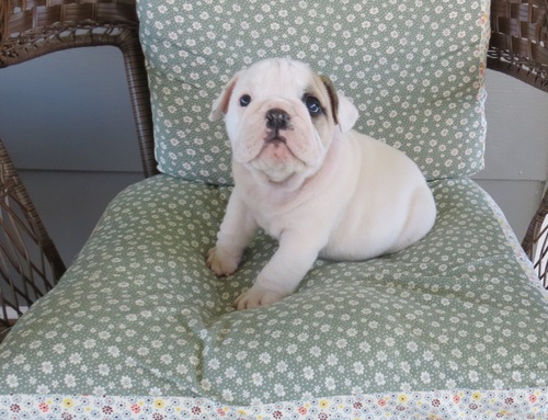 
Precio Bulldog...........<strong>   $35,000.00  A   $60,000.00    (dependiendo la calidad)</strong> <br><br>


100% pura raza, registrados todos los papeles en regla se envian a cualquier parte de la Republica.<br><br> 

<li>Contrato de compraventa<br><br></li>


<li>Seguro de vida gratuito por escrito de 5 años que cubre muerte en caso de cuestiones virales</li>
<br><br>

<li>Garantía de Pureza Racial<br><br></li>

<li>Certificado de registro inicial que extiende la Federación Canófila Mexicana donde los cachorros se entregan con tatuaje y microchip</li>

