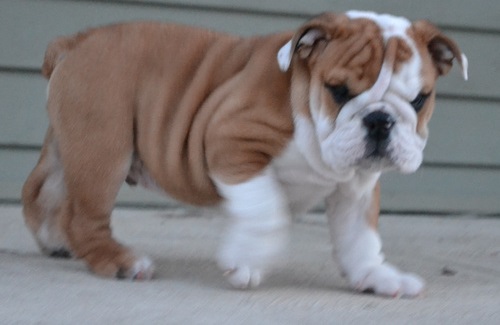 
Precio Bulldog...........<strong>   $35,000.00  A   $60,000.00    (dependiendo la calidad)</strong> <br><br>


100% pura raza, registrados todos los papeles en regla se envian a cualquier parte de la Republica.<br><br> 

<li>Contrato de compraventa<br><br></li>


<li>Seguro de vida gratuito por escrito de 5 años que cubre muerte en caso de cuestiones virales</li>
<br><br>

<li>Garantía de Pureza Racial<br><br></li>

<li>Certificado de registro inicial que extiende la Federación Canófila Mexicana donde los cachorros se entregan con tatuaje y microchip</li>

