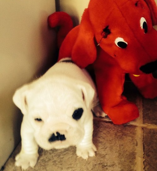 
Precio Bulldog...........<strong>   $35,000.00  A   $60,000.00    (dependiendo la calidad)</strong> <br><br>


100% pura raza, registrados todos los papeles en regla se envian a cualquier parte de la Republica.<br><br> 

<li>Contrato de compraventa<br><br></li>


<li>Seguro de vida gratuito por escrito de 5 años que cubre muerte en caso de cuestiones virales</li>
<br><br>

<li>Garantía de Pureza Racial<br><br></li>

<li>Certificado de registro inicial que extiende la Federación Canófila Mexicana donde los cachorros se entregan con tatuaje y microchip</li>

