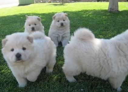 
Precio Chow Chow...........<strong>       $20,500.00  A   $33,000.00    (dependiendo del tamaño y color)</strong> <br><br>


100% pura raza, registrados todos los papeles en regla se envian a cualquier parte de la Republica.<br><br> 

<li>Contrato de compraventa<br><br></li>


<li>Seguro de vida gratuito por escrito de 5 años que cubre muerte en caso de cuestiones virales</li>
<br><br>

<li>Garantía de Pureza Racial<br><br></li>

<li>Certificado de registro inicial que extiende la Federación Canófila Mexicana donde los cachorros se entregan con tatuaje y microchip</li>


