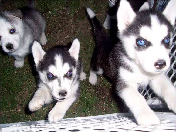 
Precio Siberian husky...........<strong>            $18,500.00  A  $22,000.00  (dependiendo del color)</strong> <br><br>


100% pura raza, registrados todos los papeles en regla se envian a cualquier parte de la Republica.<br><br> 

<li>Contrato de compraventa<br><br></li>


<li>Seguro de vida gratuito por escrito de 5 años que cubre muerte en caso de cuestiones virales</li>
<br><br>

<li>Garantía de Pureza Racial<br><br></li>

<li>Certificado de registro inicial que extiende la Federación Canófila Mexicana donde los cachorros se entregan con tatuaje y microchip</li>


