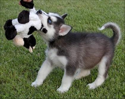 
Precio Siberian husky...........<strong>            $18,500.00  A  $22,000.00  (dependiendo del color)</strong> <br><br>


100% pura raza, registrados todos los papeles en regla se envian a cualquier parte de la Republica.<br><br> 

<li>Contrato de compraventa<br><br></li>


<li>Seguro de vida gratuito por escrito de 5 años que cubre muerte en caso de cuestiones virales</li>
<br><br>

<li>Garantía de Pureza Racial<br><br></li>

<li>Certificado de registro inicial que extiende la Federación Canófila Mexicana donde los cachorros se entregan con tatuaje y microchip</li>

