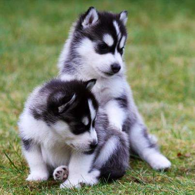 
Precio Siberian husky...........<strong>            $18,500.00  A  $22,000.00  (dependiendo del color)</strong> <br><br>


100% pura raza, registrados todos los papeles en regla se envian a cualquier parte de la Republica.<br><br> 

<li>Contrato de compraventa<br><br></li>


<li>Seguro de vida gratuito por escrito de 5 años que cubre muerte en caso de cuestiones virales</li>
<br><br>

<li>Garantía de Pureza Racial<br><br></li>

<li>Certificado de registro inicial que extiende la Federación Canófila Mexicana donde los cachorros se entregan con tatuaje y microchip</li>

