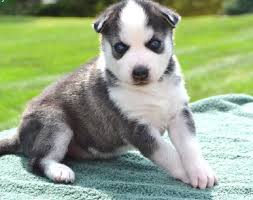 
Precio Siberian husky...........<strong>            $18,500.00  A  $22,000.00  (dependiendo del color)</strong> <br><br>


100% pura raza, registrados todos los papeles en regla se envian a cualquier parte de la Republica.<br><br> 

<li>Contrato de compraventa<br><br></li>


<li>Seguro de vida gratuito por escrito de 5 años que cubre muerte en caso de cuestiones virales</li>
<br><br>

<li>Garantía de Pureza Racial<br><br></li>

<li>Certificado de registro inicial que extiende la Federación Canófila Mexicana donde los cachorros se entregan con tatuaje y microchip</li>

