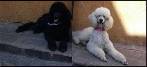 Venta de cachorros Caniche Negros 1 mes de edad