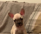 Cachorros de Bulldog Francés