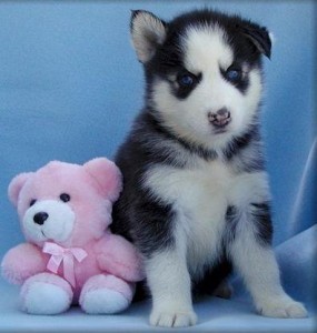 
Precio Siberian husky...........<strong>            $18,500.00  A  $22,000.00  (dependiendo del color)</strong> <br><br>


100% pura raza, registrados todos los papeles en regla se envian a cualquier parte de la Republica.<br><br> 

<li>Contrato de compraventa<br><br></li>


<li>Seguro de vida gratuito por escrito de 5 años que cubre muerte en caso de cuestiones virales</li>
<br><br>

<li>Garantía de Pureza Racial<br><br></li>

<li>Certificado de registro inicial que extiende la Federación Canófila Mexicana donde los cachorros se entregan con tatuaje y microchip</li>

