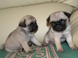 
Precio Pug...........<strong> $18,000.00  A   $20,000.00  (dependiendo del  color)</strong> <br><br>


100% pura raza, registrados todos los papeles en regla se envian a cualquier parte de la Republica.<br><br> 

<li>Contrato de compraventa<br><br></li>


<li>Seguro de vida gratuito por escrito de 5 años que cubre muerte en caso de cuestiones virales</li>
<br><br>

<li>Garantía de Pureza Racial<br><br></li>

<li>Certificado de registro inicial que extiende la Federación Canófila Mexicana donde los cachorros se entregan con tatuaje y microchip</li>

