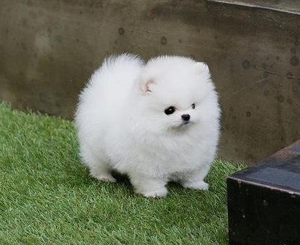 Cachorros lulú de pomerania