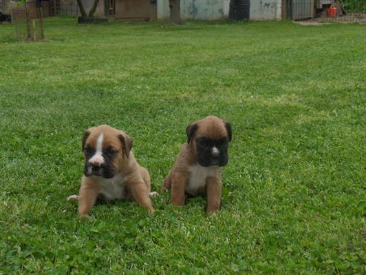 Boxer cachorrito 2 meses color canela pura raza