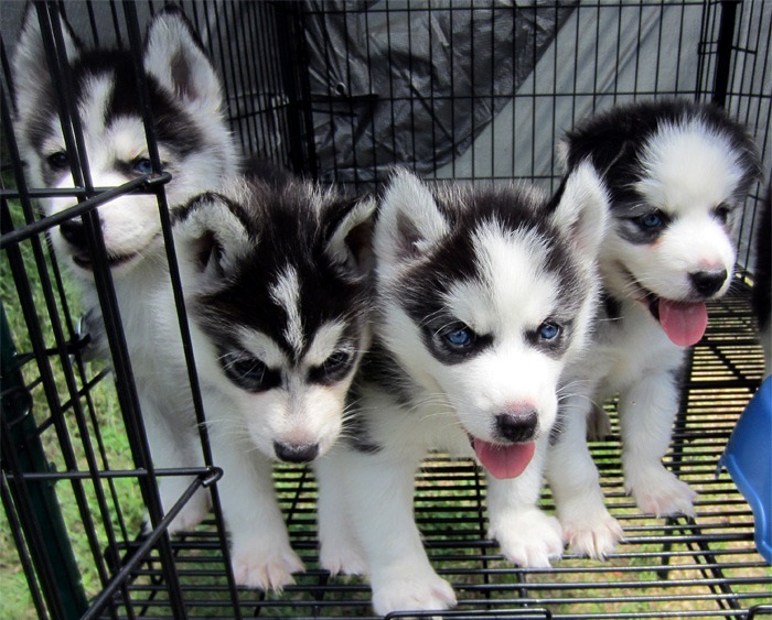 Cachorros Siberiano Husky Listo Para Su Adopción