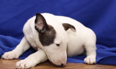 Macho Bull Terrier Cachorro