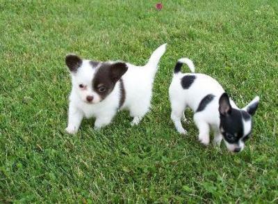 Chihuahua macho y hembra para una buena hogares de adopción