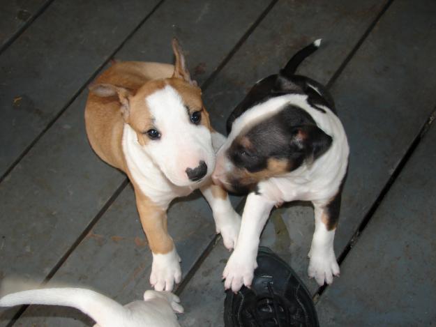 
Precio Bull Terrier...........<strong>    $18,000.00  A   $25,000.00    ( dependiendo tamaño y color)</strong> <br><br>


100% pura raza, registrados todos los papeles en regla se envian a cualquier parte de la Republica.<br><br> 

<li>Contrato de compraventa<br><br></li>


<li>Seguro de vida gratuito por escrito de 5 años que cubre muerte en caso de cuestiones virales</li>
<br><br>

<li>Garantía de Pureza Racial<br><br></li>

<li>Certificado de registro inicial que extiende la Federación Canófila Mexicana donde los cachorros se entregan con tatuaje y microchip</li>

