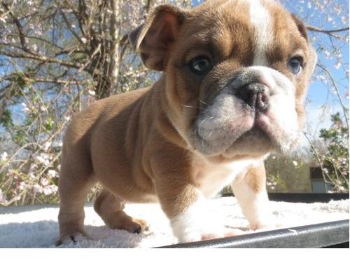 
Precio Bulldog...........<strong>   $35,000.00  A   $60,000.00    (dependiendo la calidad)</strong> <br><br>


100% pura raza, registrados todos los papeles en regla se envian a cualquier parte de la Republica.<br><br> 

<li>Contrato de compraventa<br><br></li>


<li>Seguro de vida gratuito por escrito de 5 años que cubre muerte en caso de cuestiones virales</li>
<br><br>

<li>Garantía de Pureza Racial<br><br></li>

<li>Certificado de registro inicial que extiende la Federación Canófila Mexicana donde los cachorros se entregan con tatuaje y microchip</li>

