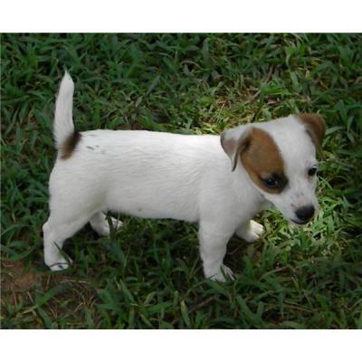 Super sano Jack Russell Terrier