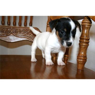 Saludable Jack Russell Terriers disponible