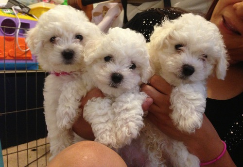 Pedigree cachorros de Bichon Frise México