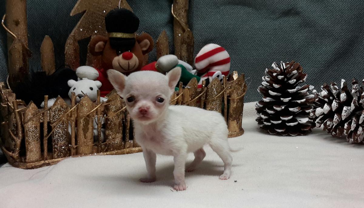 
Precio Chihuahua...........<strong>     $16,500.00  A   $20,000.00    (dependiendo del tamaño y color)</strong> <br><br>


100% pura raza, registrados todos los papeles en regla se envian a cualquier parte de la Republica.<br><br> 

<li>Contrato de compraventa<br><br></li>


<li>Seguro de vida gratuito por escrito de 5 años que cubre muerte en caso de cuestiones virales</li>
<br><br>

<li>Garantía de Pureza Racial<br><br></li>

<li>Certificado de registro inicial que extiende la Federación Canófila Mexicana donde los cachorros se entregan con tatuaje y microchip</li>

