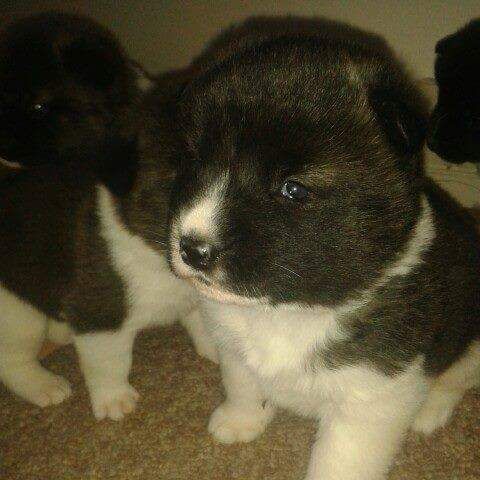 Hermosos cachorros Akita americanos. Tres niñas y un niño, 6 semanas de edad. Debe ver. Papá y mamá llena de Akita americano. Se puede ver. Tomar depósitos ahora para asegurar tu cachorro