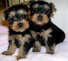 
Precio Yorkshire Terrier...........<strong>$18,000.00   A   $25,000.00  (dependiendo del tamaño, sexo, color y calidad)</strong> <br><br>


100% pura raza, registrados todos los papeles en regla se envian a cualquier parte de la Republica.<br><br> 

<li>Contrato de compraventa<br><br></li>


<li>Seguro de vida gratuito por escrito de 5 años que cubre muerte en caso de cuestiones virales</li>
<br><br>

<li>Garantía de Pureza Racial<br><br></li>

<li>Certificado de registro inicial que extiende la Federación Canófila Mexicana donde los cachorros se entregan con tatuaje y microchip</li>

