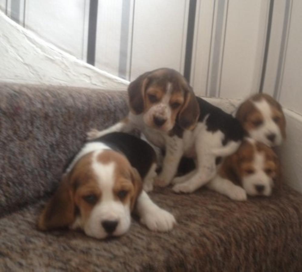 Beagle tricolor cachorros