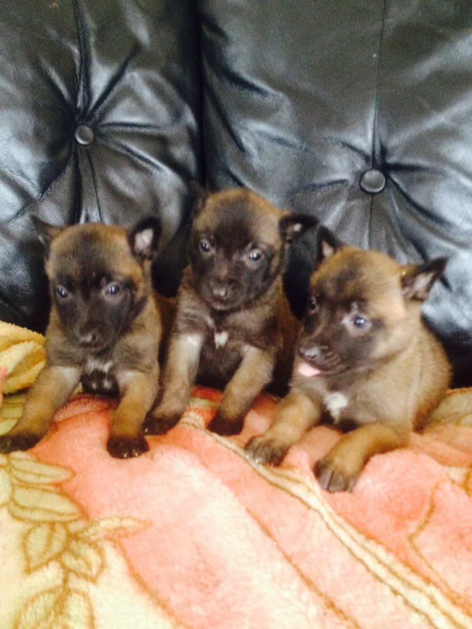 Malinois hermoso cuatro perras de padre y madre de venta pueden ser visto pedigríes excelentes briarquest